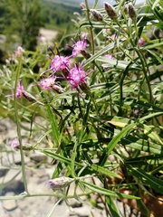 Saussurea salicifolia