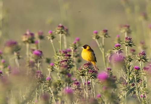 Black-headed Bunting, Alpes-de-Haute-Provence, Provence-Alpes-Côte d'Azur, FR, photo 5 of 10