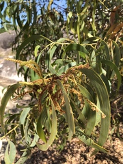 Acacia crassicarpa