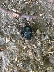 Anoplotrupes stercorosus