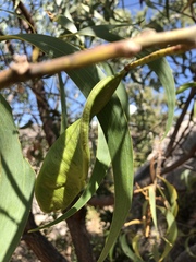 Acacia crassicarpa