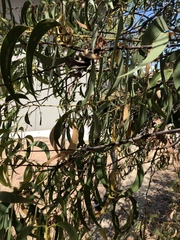 Acacia crassicarpa