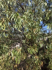 Acacia crassicarpa