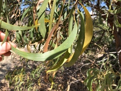 Acacia crassicarpa