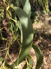 Acacia crassicarpa