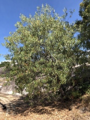 Acacia crassicarpa