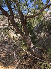Acacia crassicarpa