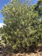 Acacia crassicarpa