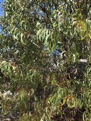 Acacia crassicarpa