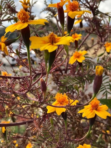 Image of Tagetes lunulata by (c) Irving Merino, some rights reserved (CC BY)
