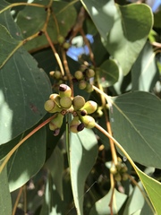 Eucalyptus platyphylla