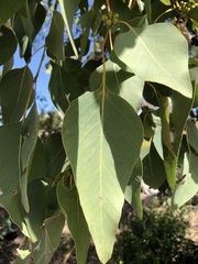 Eucalyptus platyphylla