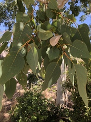 Eucalyptus platyphylla