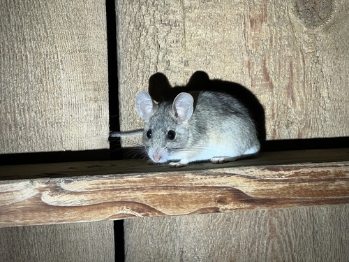 iNaturalist observation photo of Desert Woodrat