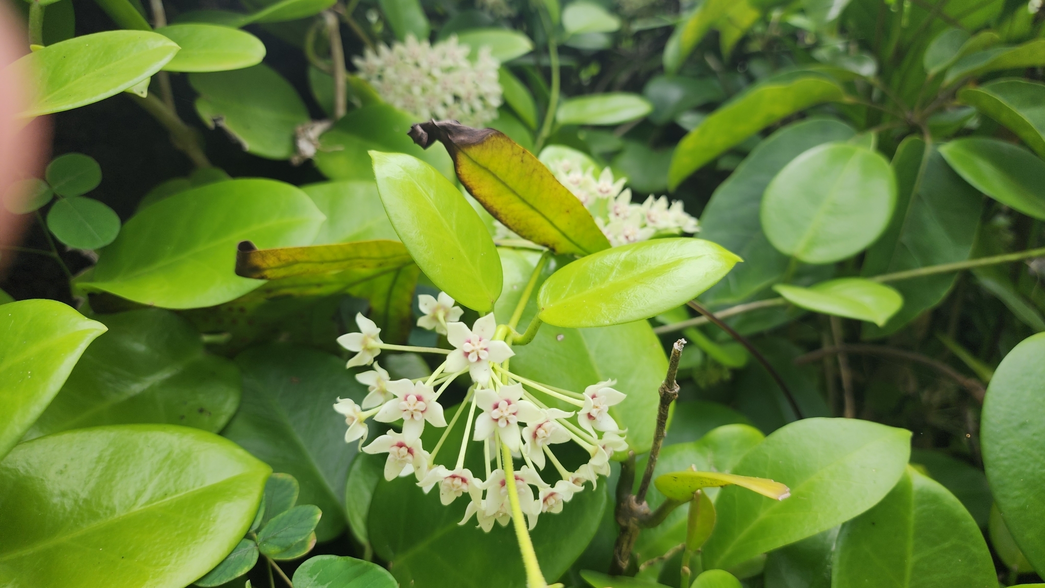 Imagem de Flor-de-cera