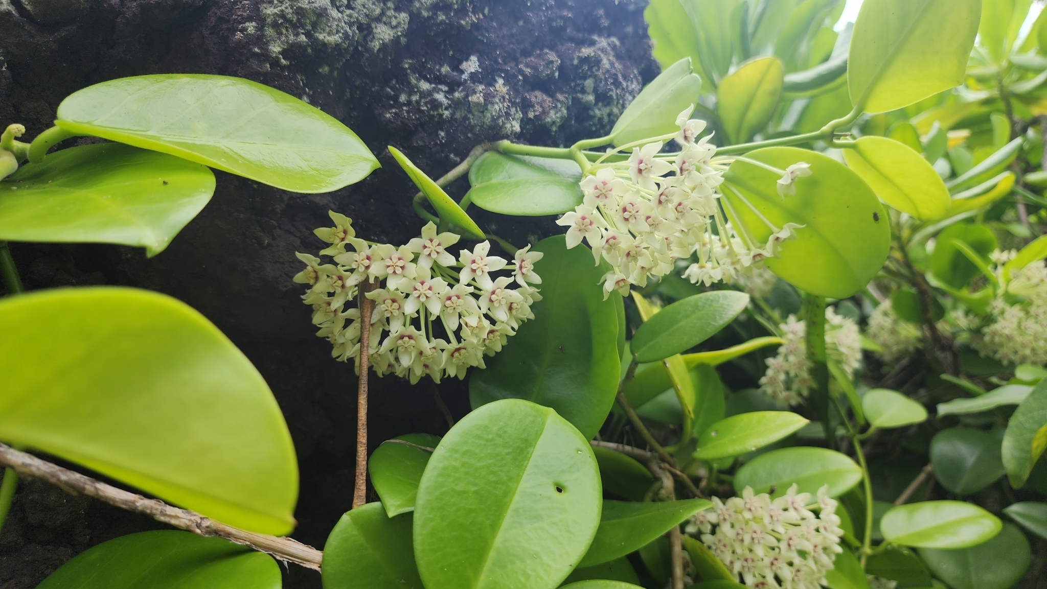Imagem de Flor-de-cera