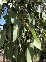 Eucalyptus platyphylla