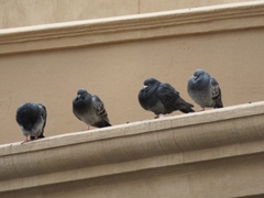 Columba livia domestica