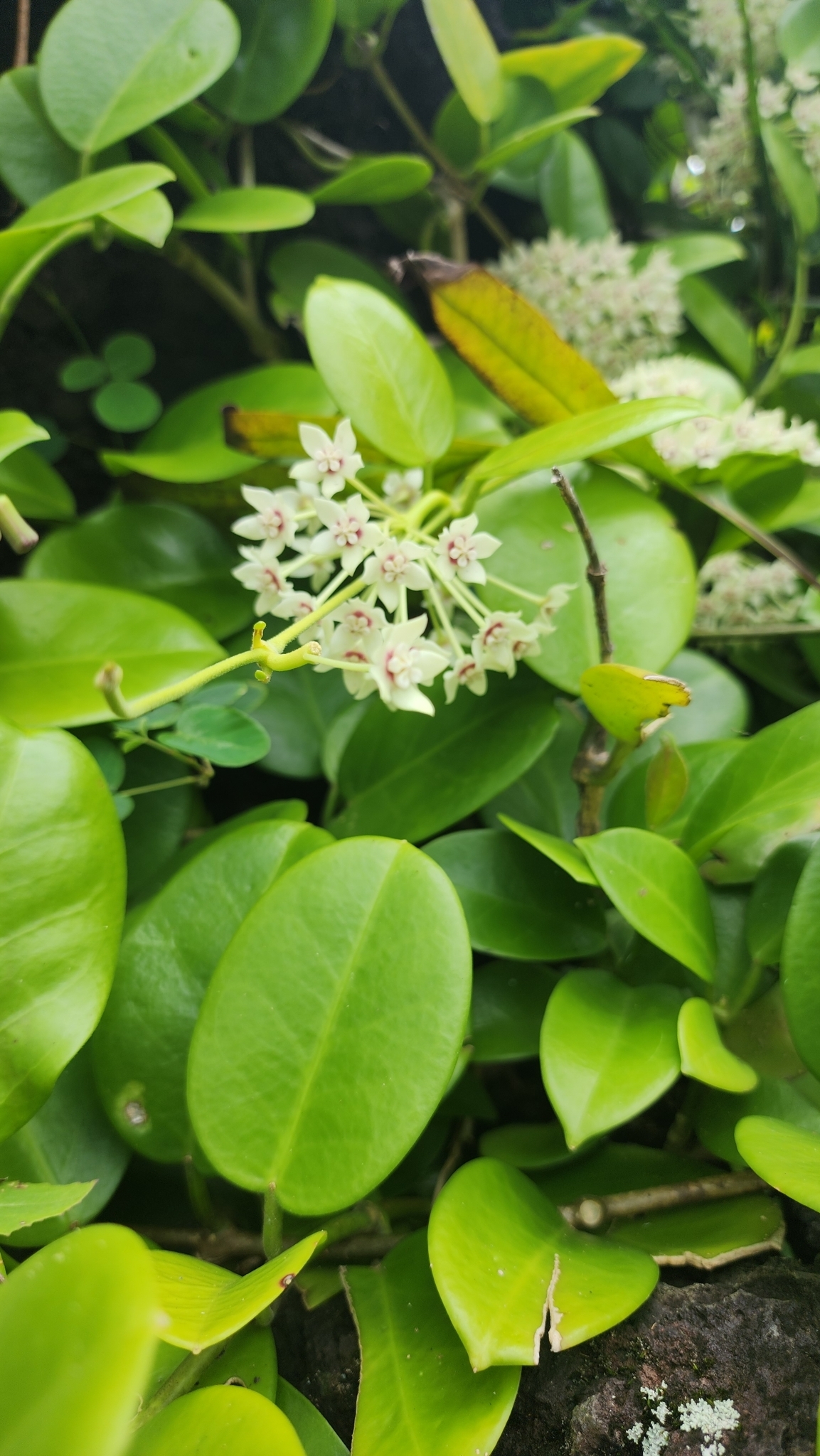 Imagem de Flor-de-cera