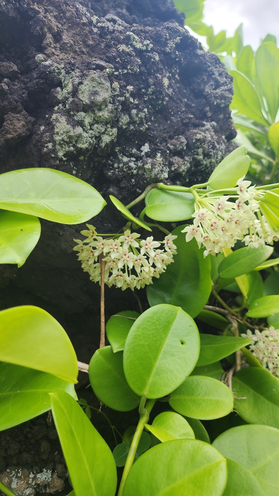 Imagem de Flor-de-cera