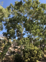 Eucalyptus platyphylla