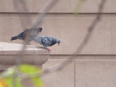 Columba livia domestica