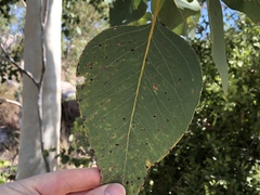 Eucalyptus platyphylla