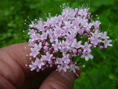 Valeriana pyrenaica
