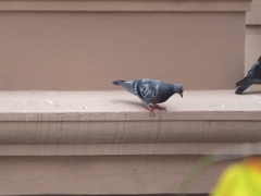 Columba livia domestica