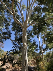 Eucalyptus platyphylla