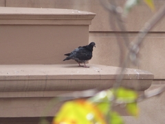 Columba livia domestica