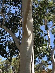 Eucalyptus platyphylla