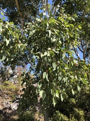 Eucalyptus platyphylla