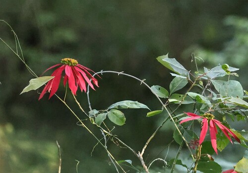 Euphorbia pulcherrima