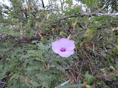 Ipomoea ficifolia