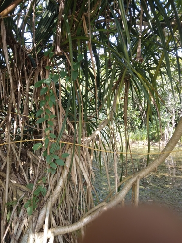Pandanus kaida observed 2025-02-04
