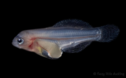 Walleye seaperch (Hyperprosopon argenteum) — Embiotocidae