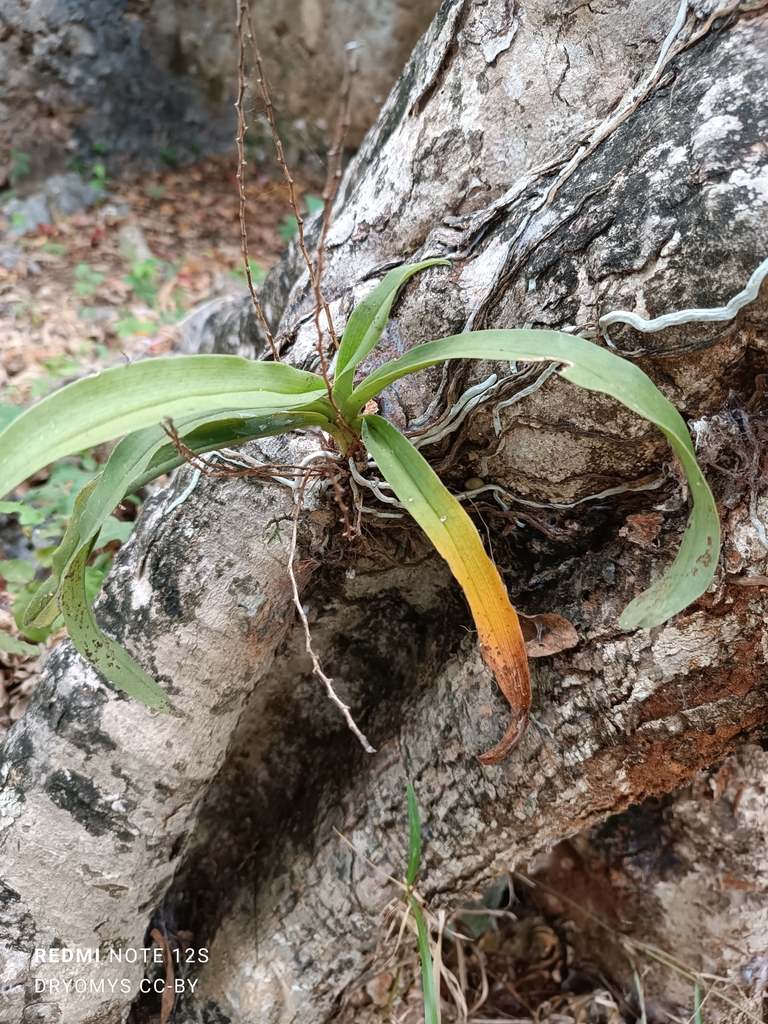 Angraecum dives