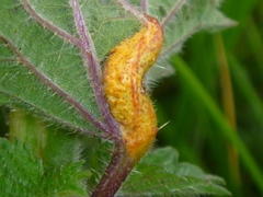 Puccinia urticata