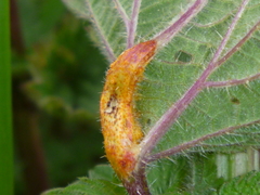 Puccinia urticata