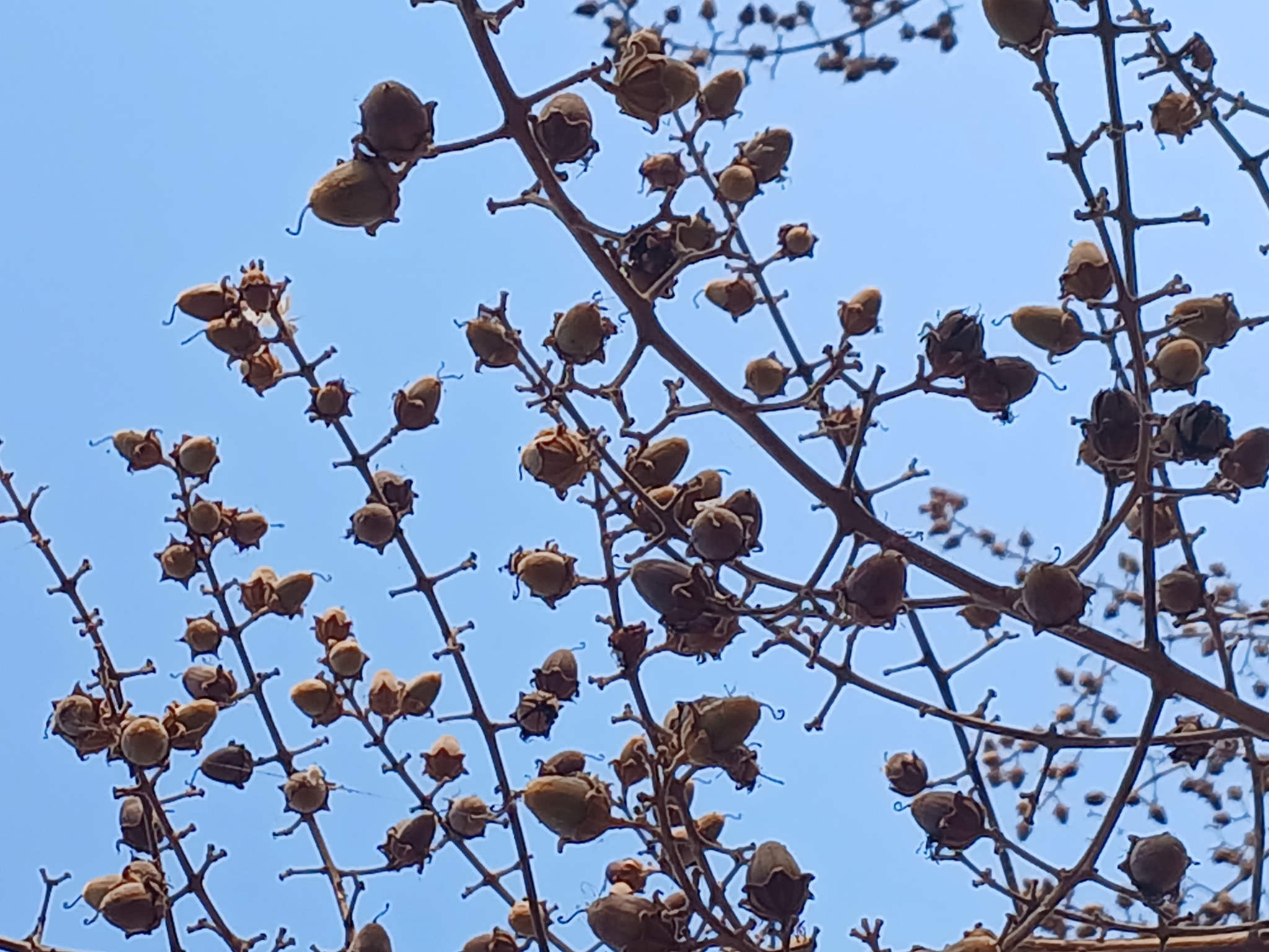 Imagem de Resedá-flor-da-rainha