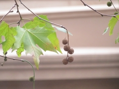 Platanus × hispanica