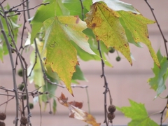 Platanus × hispanica