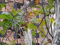 Platanus × hispanica