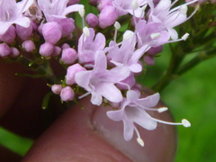 Valeriana pyrenaica