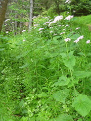 Valeriana pyrenaica