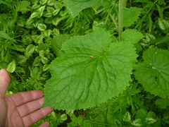 Valeriana pyrenaica