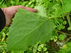 Valeriana pyrenaica
