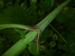 Valeriana pyrenaica