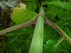 Valeriana pyrenaica